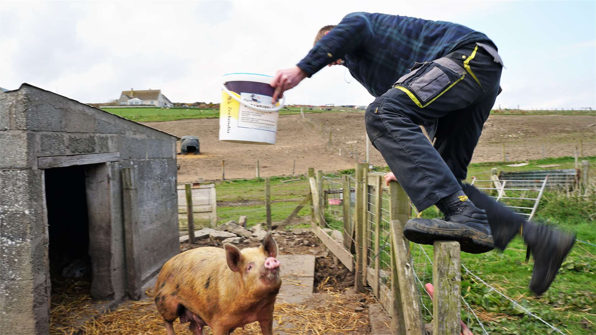 Alan's son Leon jumps into action to feed the hungry pigs. Picture: DGS