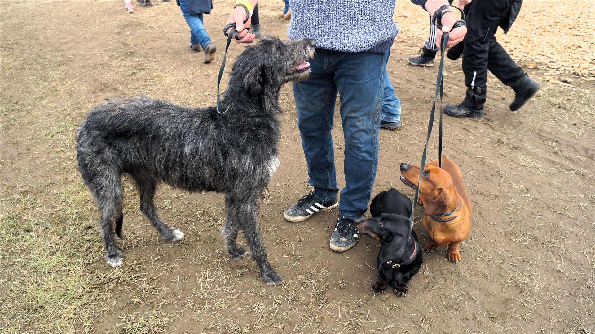 Bonnie the deerhound with dachshunds Tasty and Jaimie. Bonnie previously featured on the cover of Harper's Bazarr fashion magazine at a shoot outside the Castle of Mey. Picture: DGS