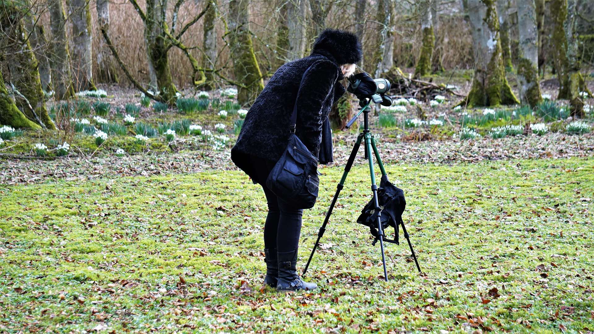 A visitor looks through a telescope at wild birds during Snowdrop Day at Thrumster House. Picture: DGS