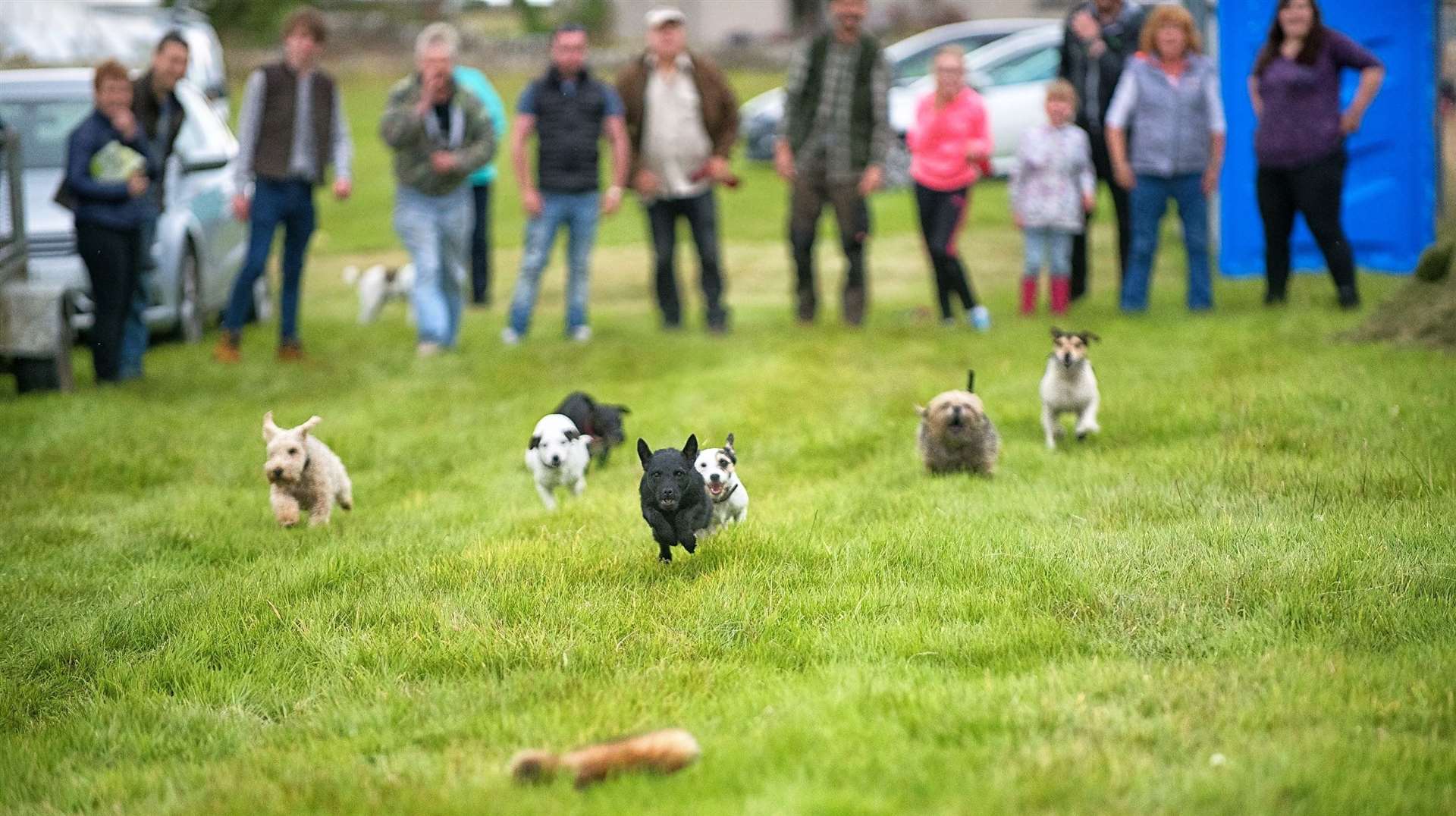 Terriers race at the Thrumster Game Fair. Picture: Wendy Sutherland