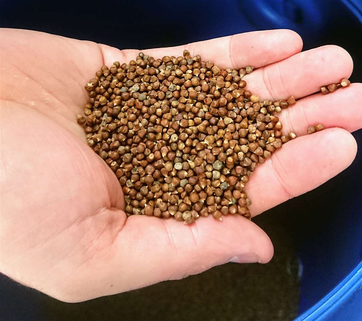 Seeds of Grains of Paradise were used to help relieve abdominal discomfort.