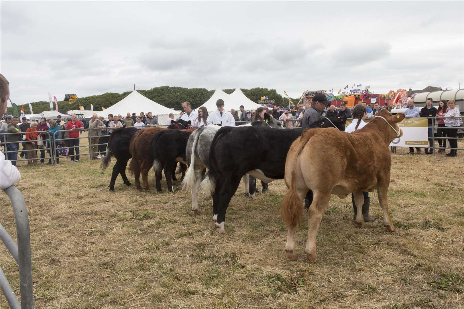 Judging under way in one of the cattle classes at Thurso East. Picture: Robert MacDonald / Northern Studios