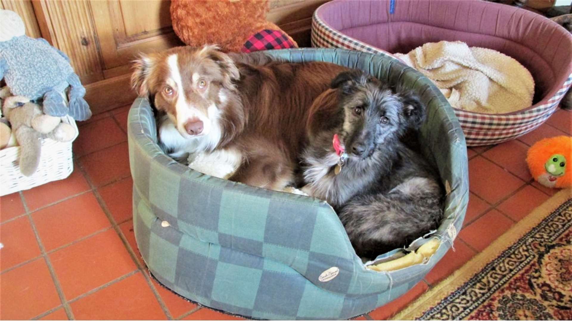 Bonnie (left) in her new home and making friends with her new pal Bozie. Bonnie, along with another dog Jack, had been neglected by their previous owner. Both dogs have now found loving homes.