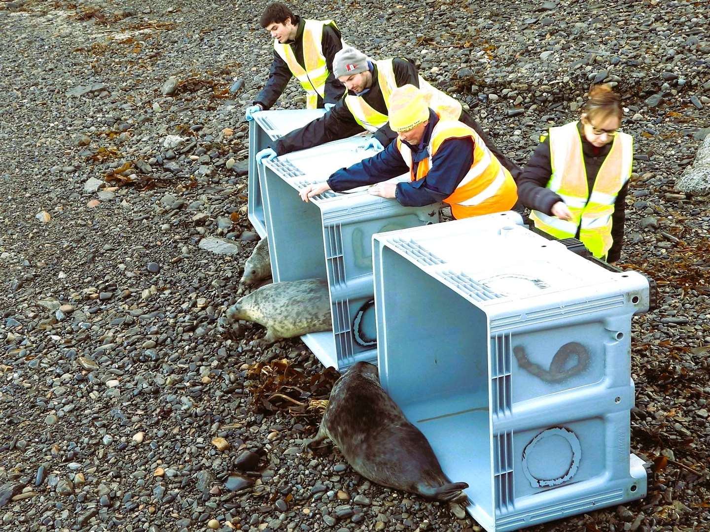 Seals being released by the rehab charity.