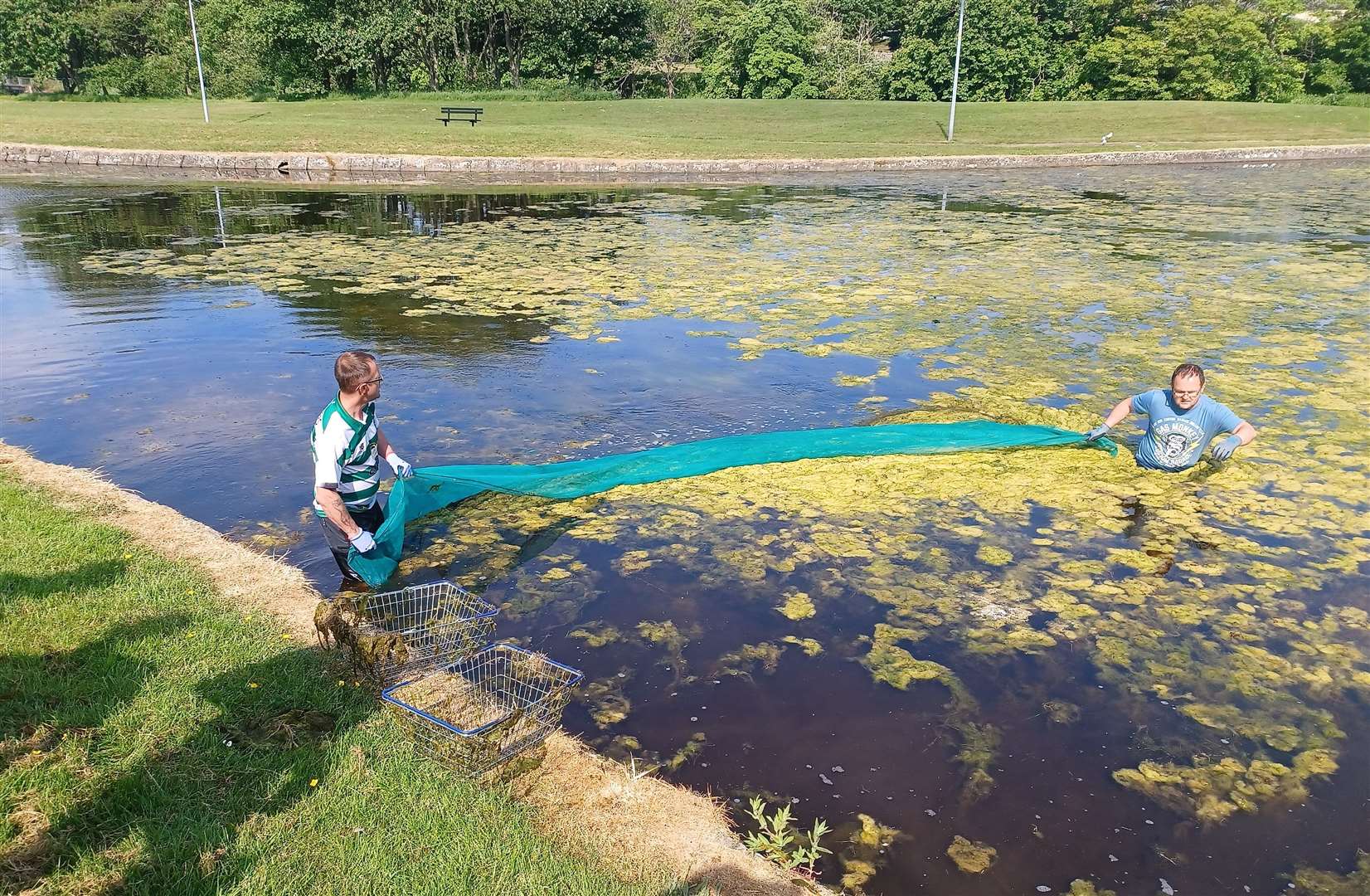 Volunteers net the algae.