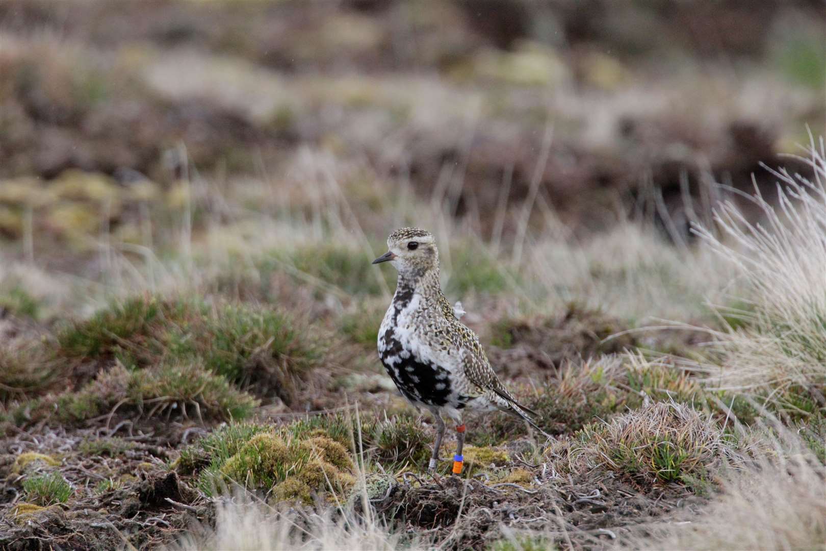 Birds such as golden plover are supported by the ecosystems of the Flow Country. Picture: RSPB