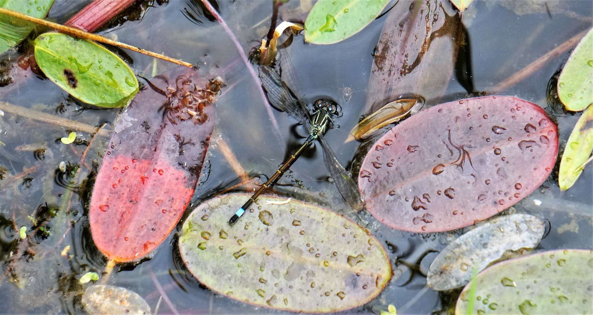 A damselfly that the children spotted in the pond. Picture: DGS