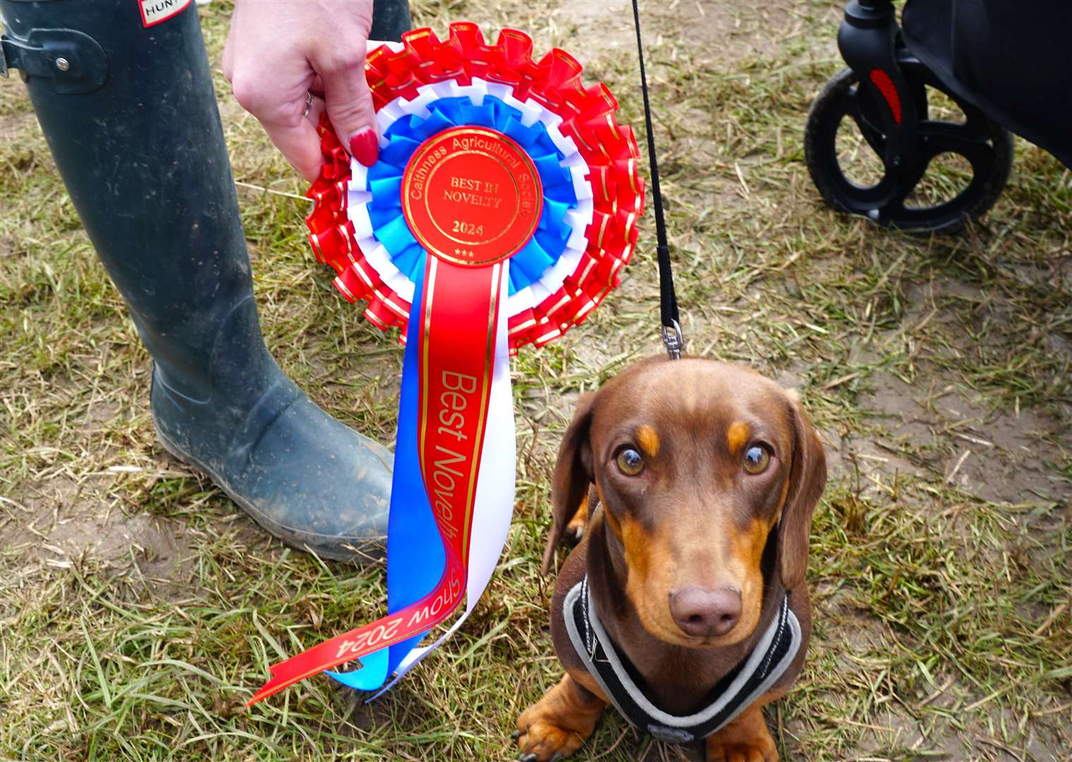 Henrik the dachshund with some of his many accolades from the dog show. Picture: DGS