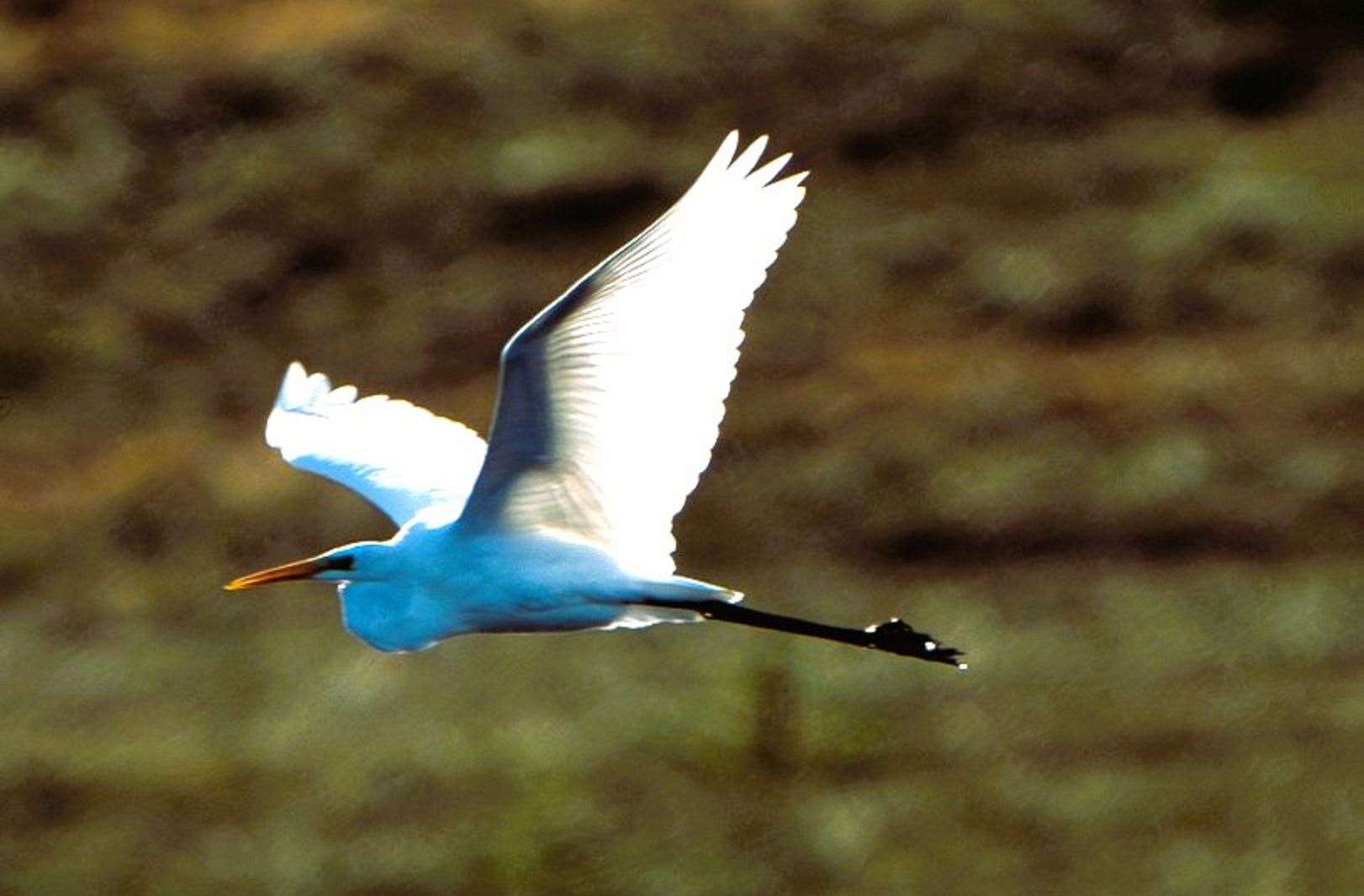 Great white egrets were seen at Yarrows loch on October 2, 2024. Picture: Wendy Sutherland