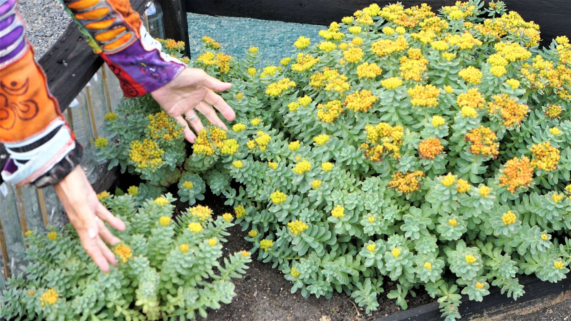 Carole Whittaker's herb garden project at John O'Groats has been a successful experiment she says. Picture: DGS