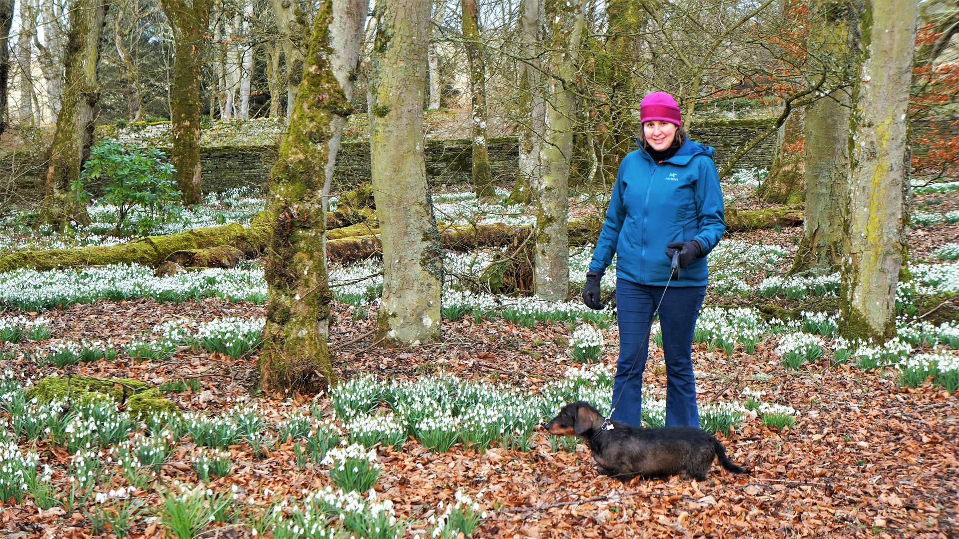 Estie Broughton from Dunnet took her wirehaired dachshund Lilly for a walk through the gardens. Picture: DGS