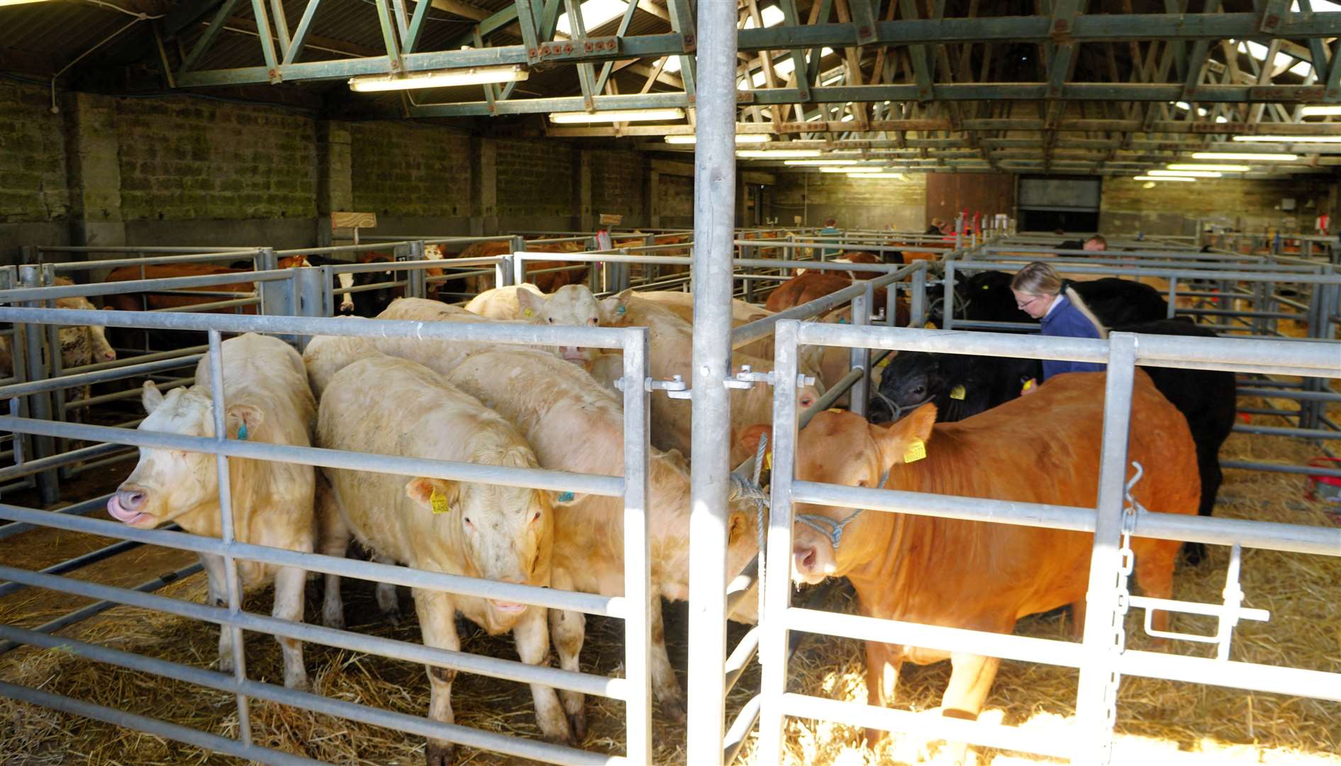 The open show and sale of cattle was sponsored by the John O'Groat Journal publisher. Picture: DGS