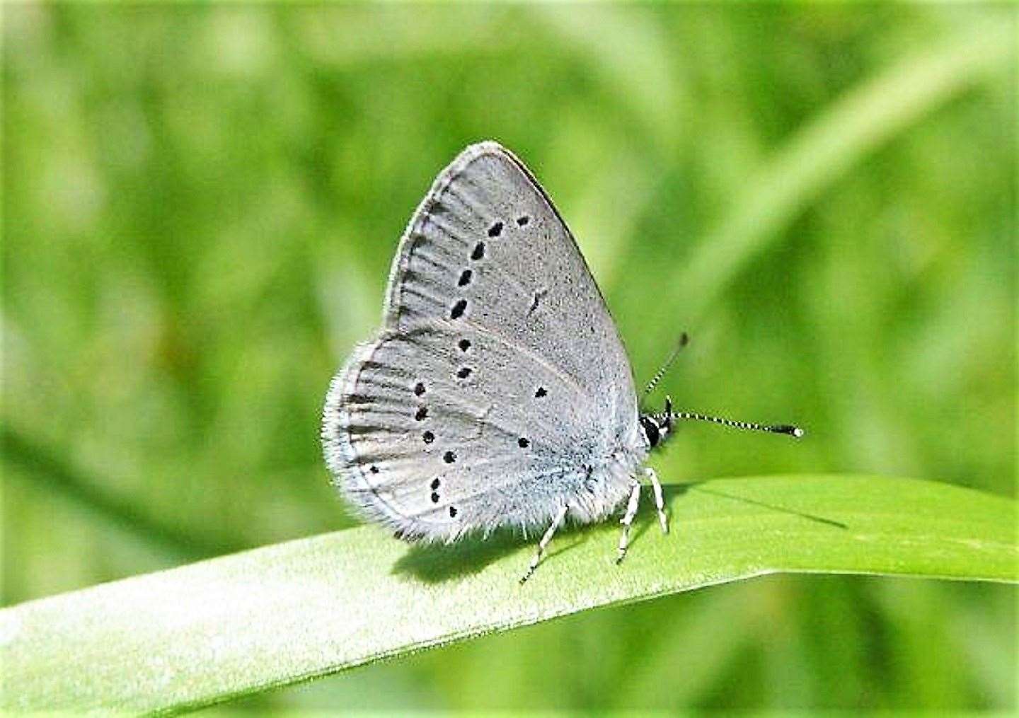 The small blue butterfly is Britian's smallest butterfly and can be found in Caithness. The Caithness Biodiversity Group has been growing and planting out kidney vetch to feed the rare small blue butterfly and help it to thrive.