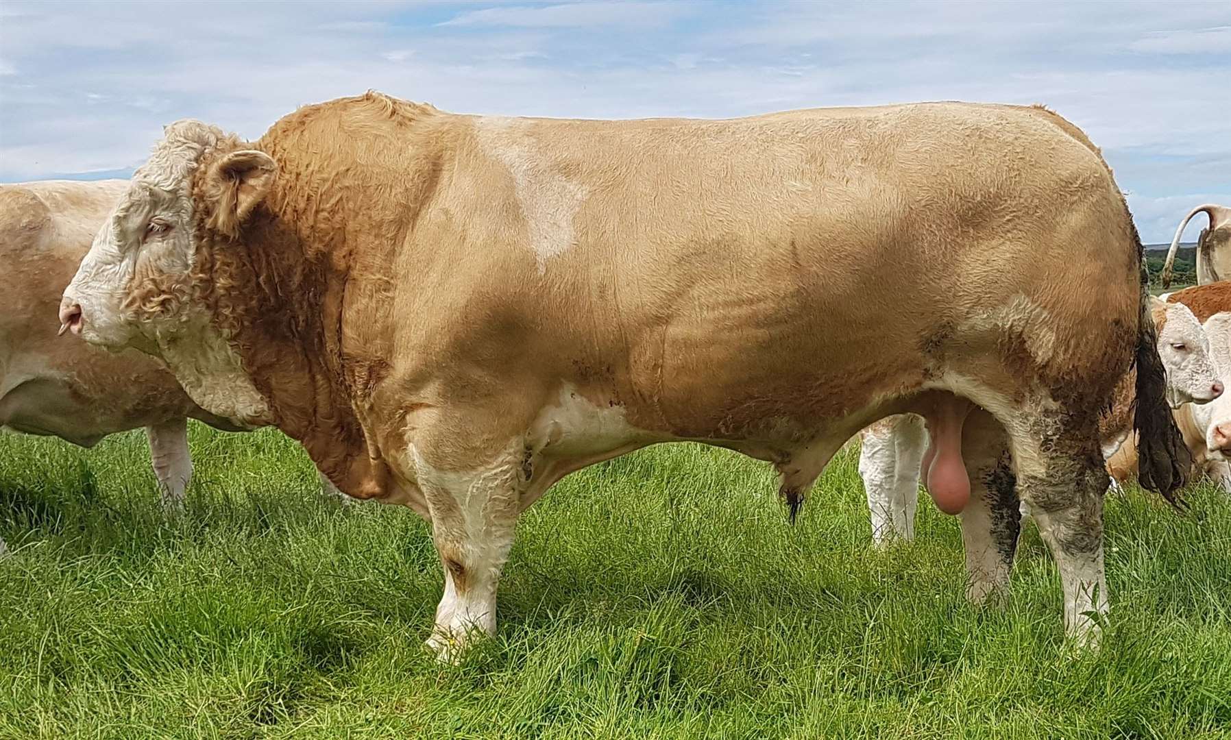 The new junior stock bull at Mavsey, Corskie Jackpot, took the overall male reserve title in the Scottish Simmental Club online competition.