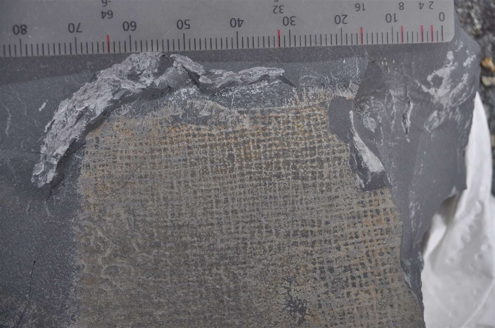 The upper part of the new fossil sponge shows the vertical eyelash-like structures at the very top (Handout/PA)