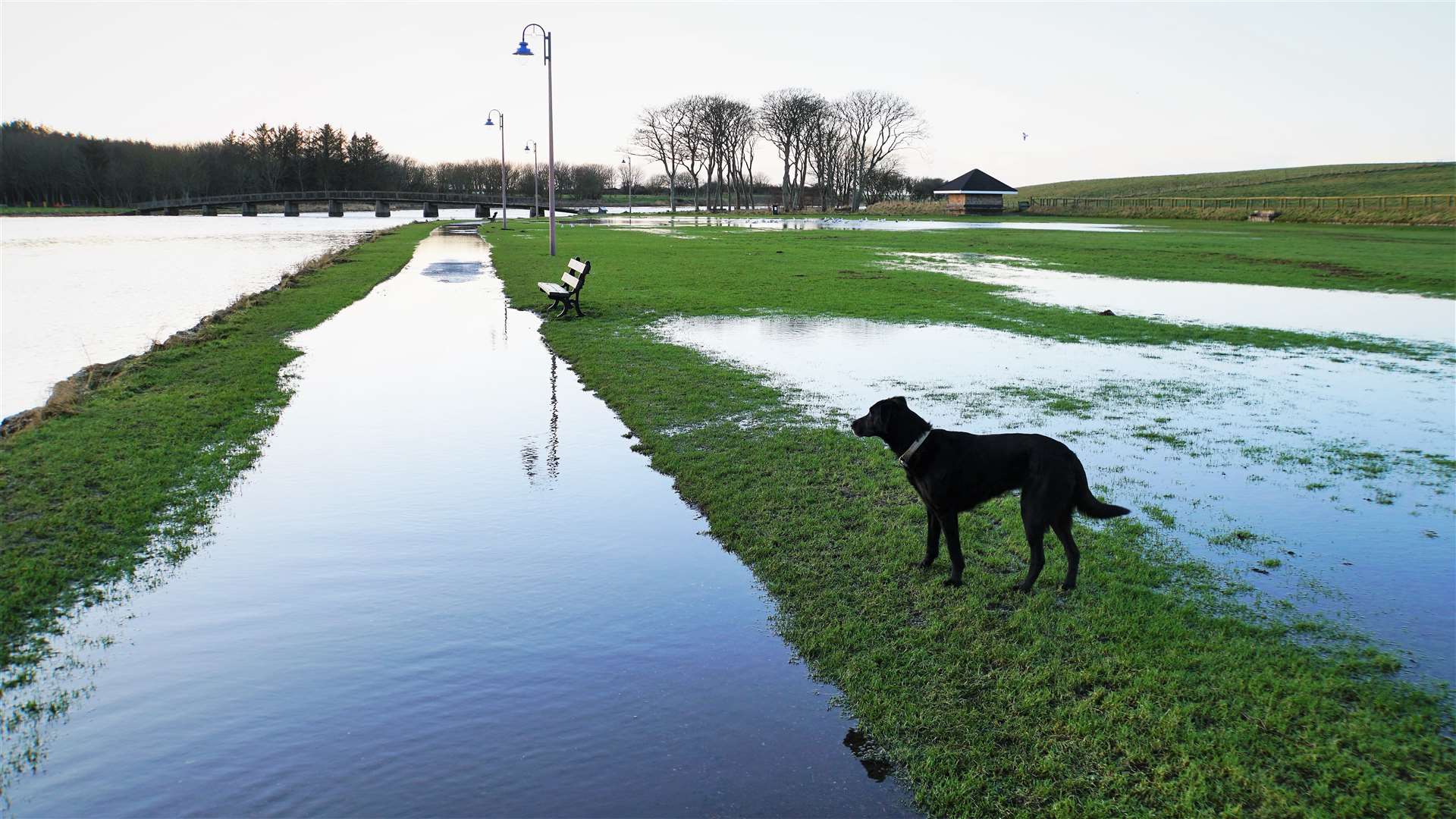 Flooding in the area of the Wick boating shed is seen here along with interested onlooker Jet the dog. Picture: DGS