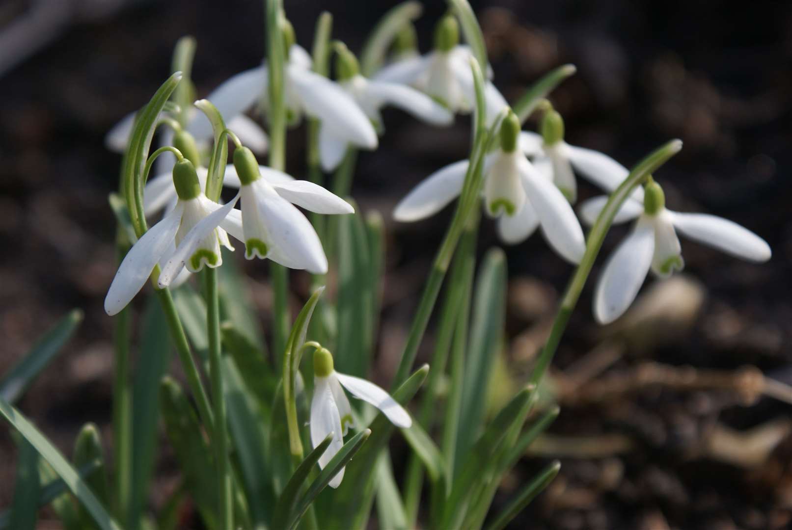 Snowdrops can brighten spirits at this time of year.