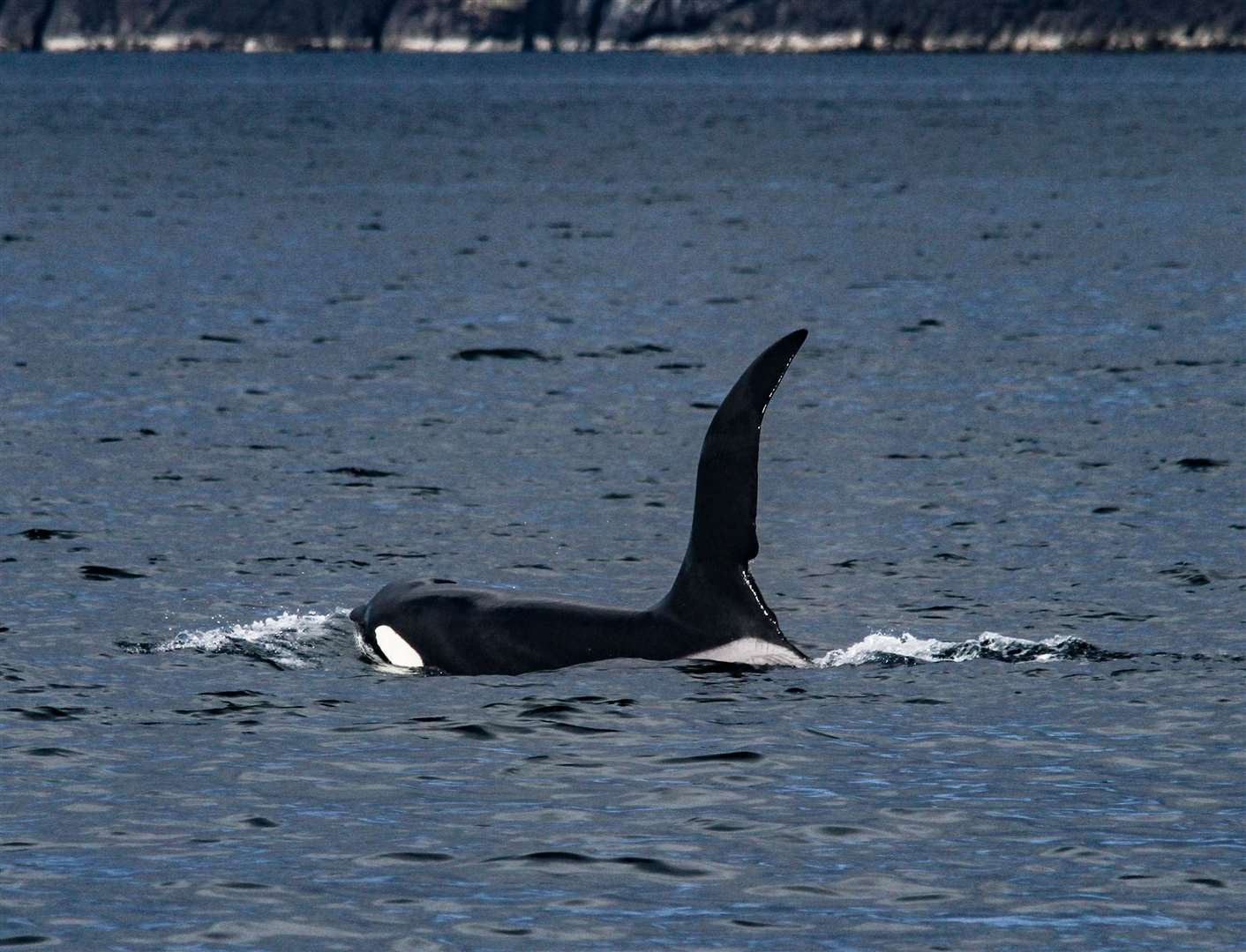 Balenele ucigașe pot fi observate în jurul coastelor de nord și de vest ale Scoției.  Imagine: HWDT