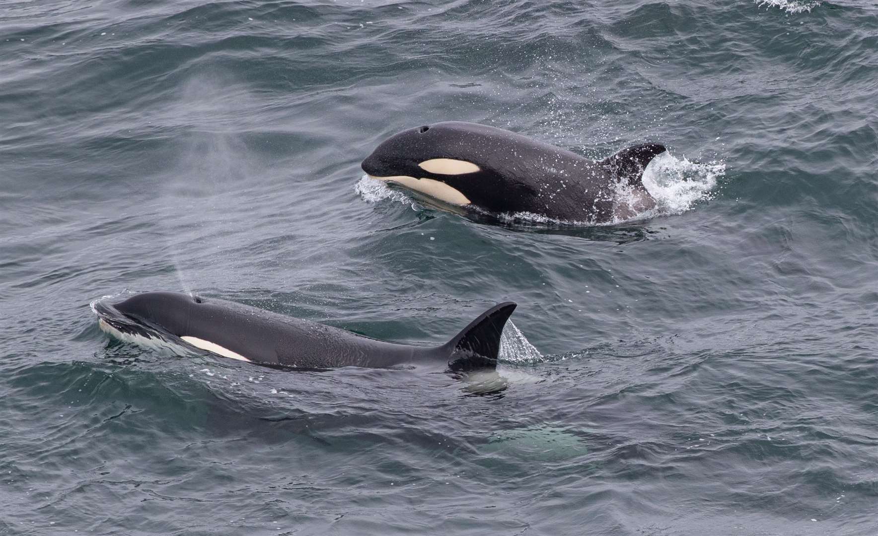 Two of the orcas passing Duncansby Head on Sunday. Picture: Karen Munro