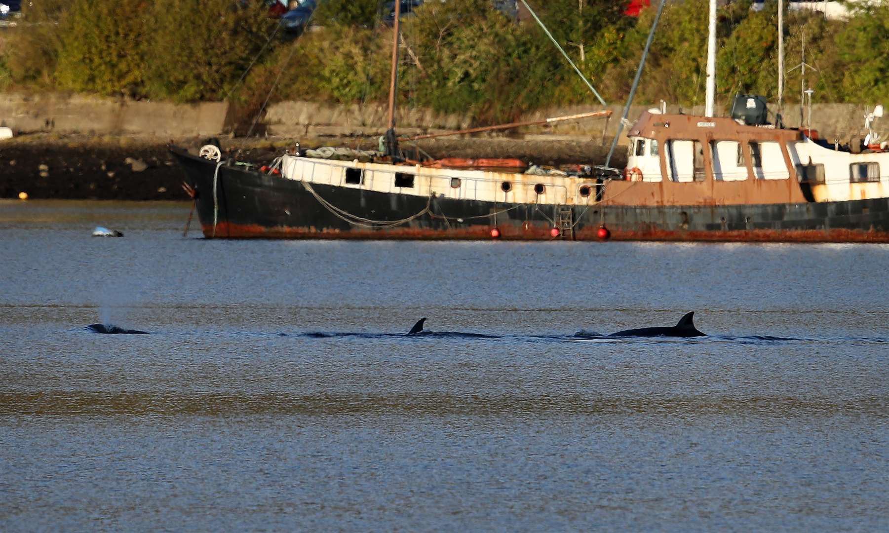 Three northern bottlenose whales still remained as rescuers lost light (Andre Milligan/PA)