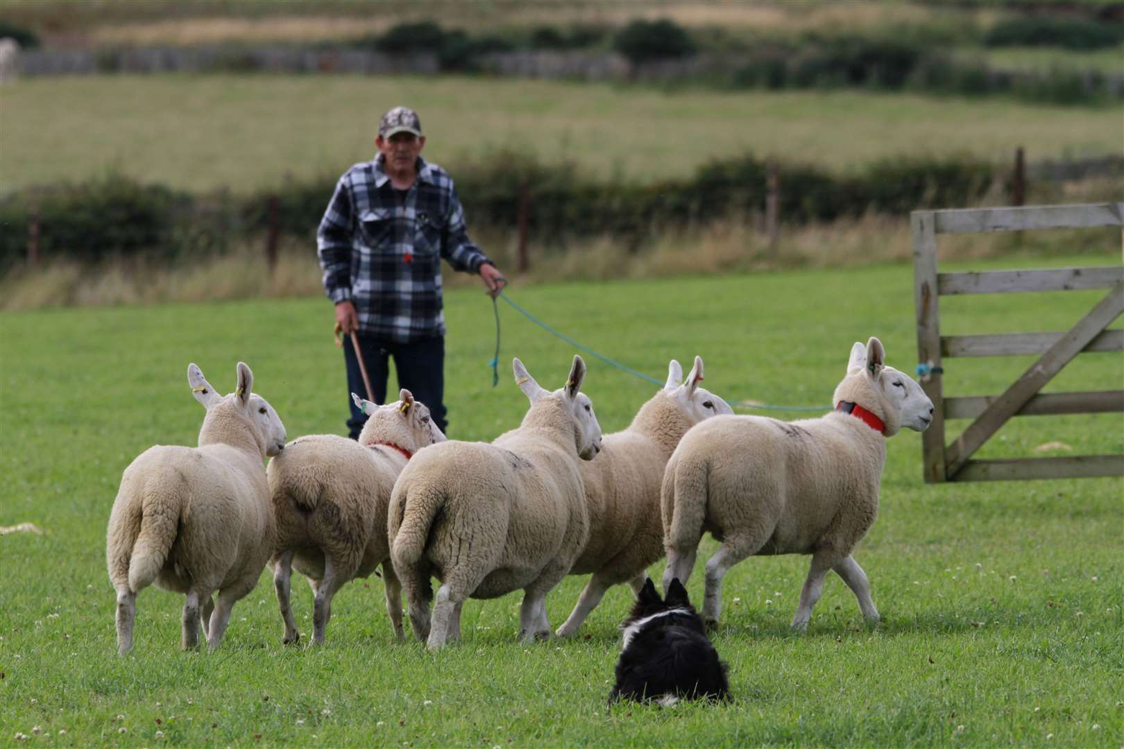 Local sheepdog handler Michael Shearer won a place in the Scottish team after coming eighth overall in the National Sheep Dog Trials, held in Caithness. Picture: Willie Mackay