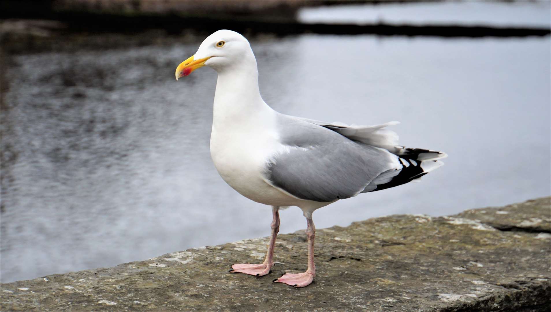 There have been many reports of seagulls being tangled up in PPE masks recently.