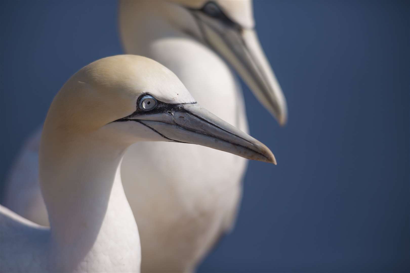 The study looked at northern gannet populations in the UK, Norway, Iceland, Canada, the Faroe Islands and Ireland.