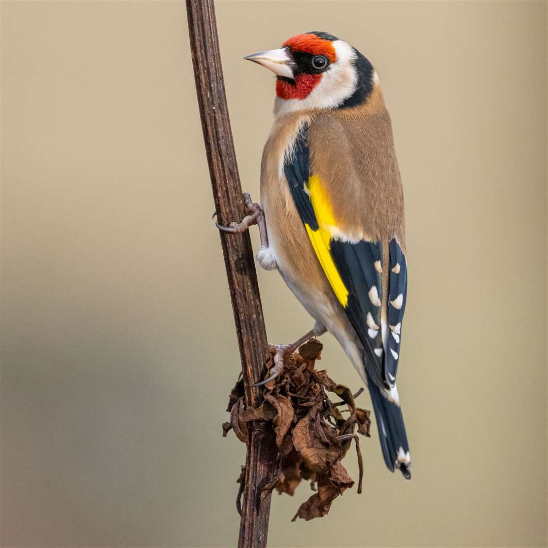 A goldfinch pictured by Sam Langlois Lopez.