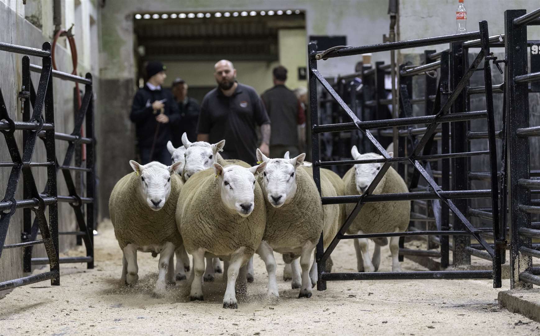North Country Cheviot hill type rams at the North Country Cheviot Sheep Society sale, Lockerbie 2021.