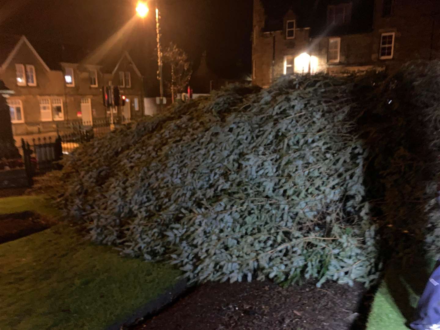 The tree after falling down in the winds on Wednesday night. Picture: Mark Rosie.