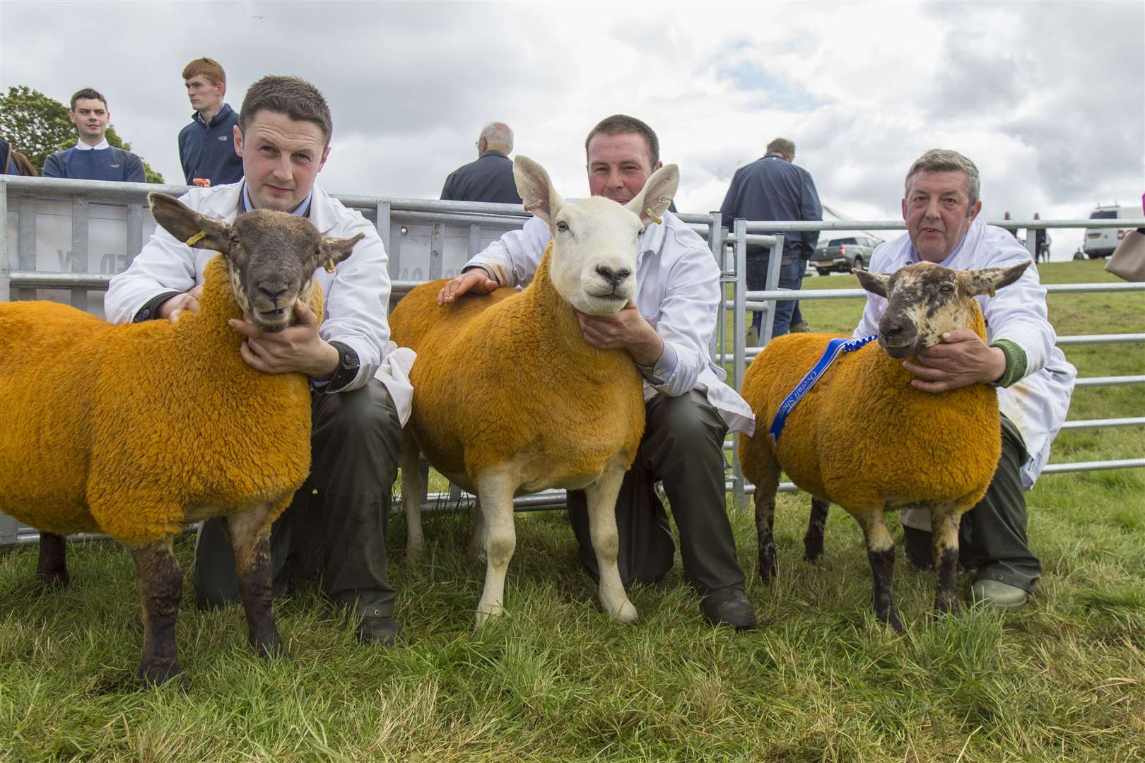 William Barnetson & Sons, Lynegar, Watten, took the reserve supreme sheep championship, with their commercial champions, a four-crop Texel cross half-bred ewe and her twin Suffolk cross lambs. Picture: Ann-Marie Jones / Northern Studios