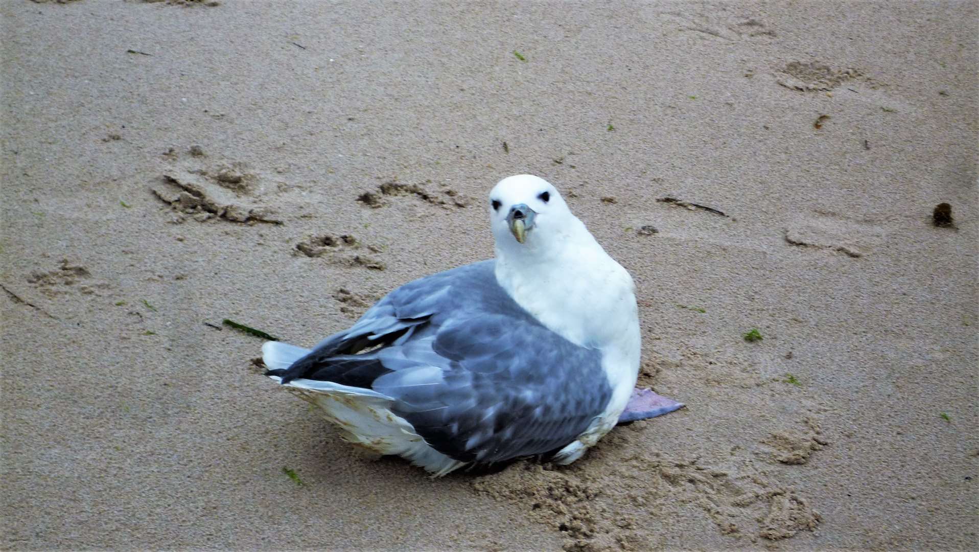 A fulmar seen in distress on Keiss beach last year. Picture: DGS