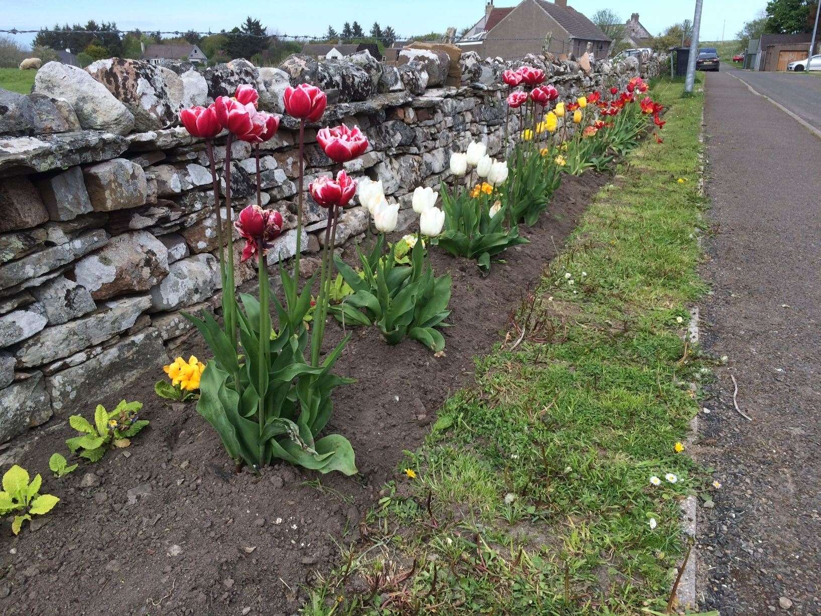 A colourful display of tulips at The Terrace, Reay.