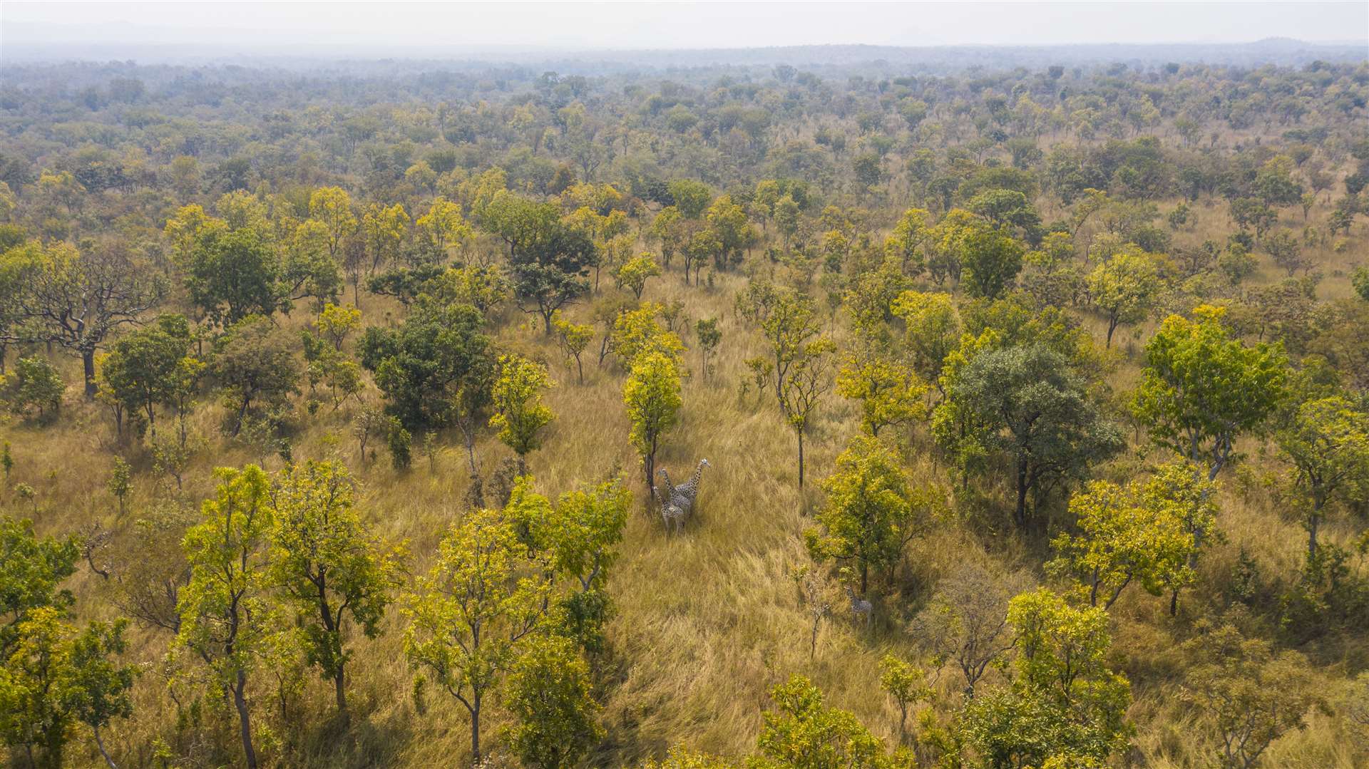 A drone image illustrates how difficult it is to spot giraffes in the wild (Bristol Zoological Society/PA)