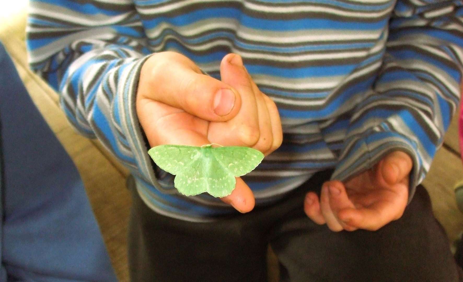 Large emerald moth. Picture: HLH