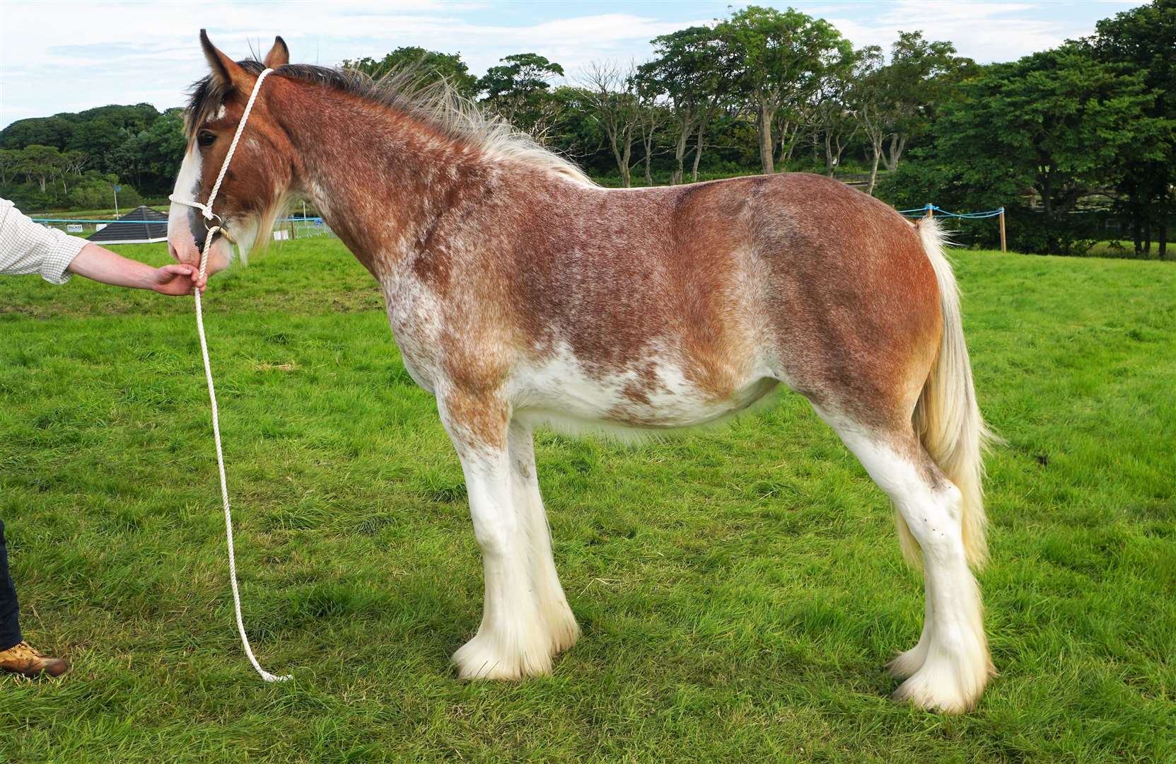 Gersa Lady Emma won Best Yearling and went on to win Best Clydesdale at the 2023 County Show in Wick. Picture: DGS