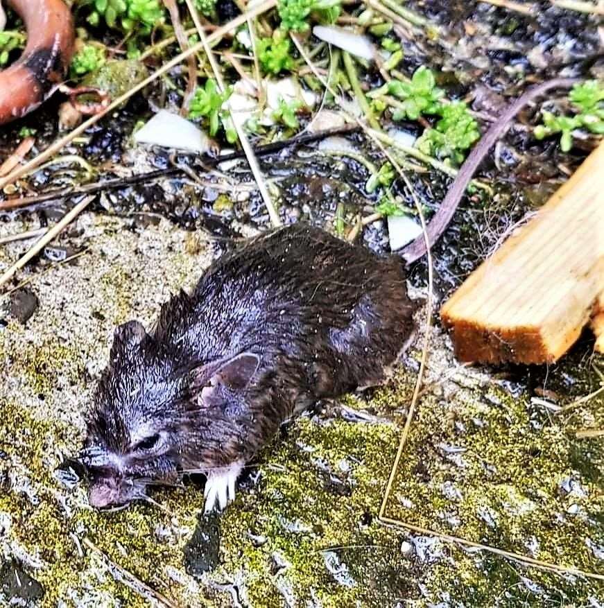 This soggy rat was photographed by a resident of Kennedy Terrace emerging from the pile of rubbish after a heavy downpour.