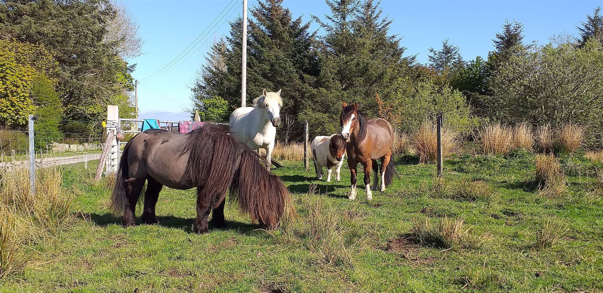 The ponies at Knockglass Farm appeared to be not affected by the incident.