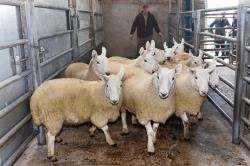 James Mackay, Biggins, Killimster, Wick with the champion pen of 10 gimmers at Aberdeen and Northern Marts Caithness Livestock Centre’s show and sale. The North Country Cheviot gimmers took first prize for their breed and then went on to win the champions