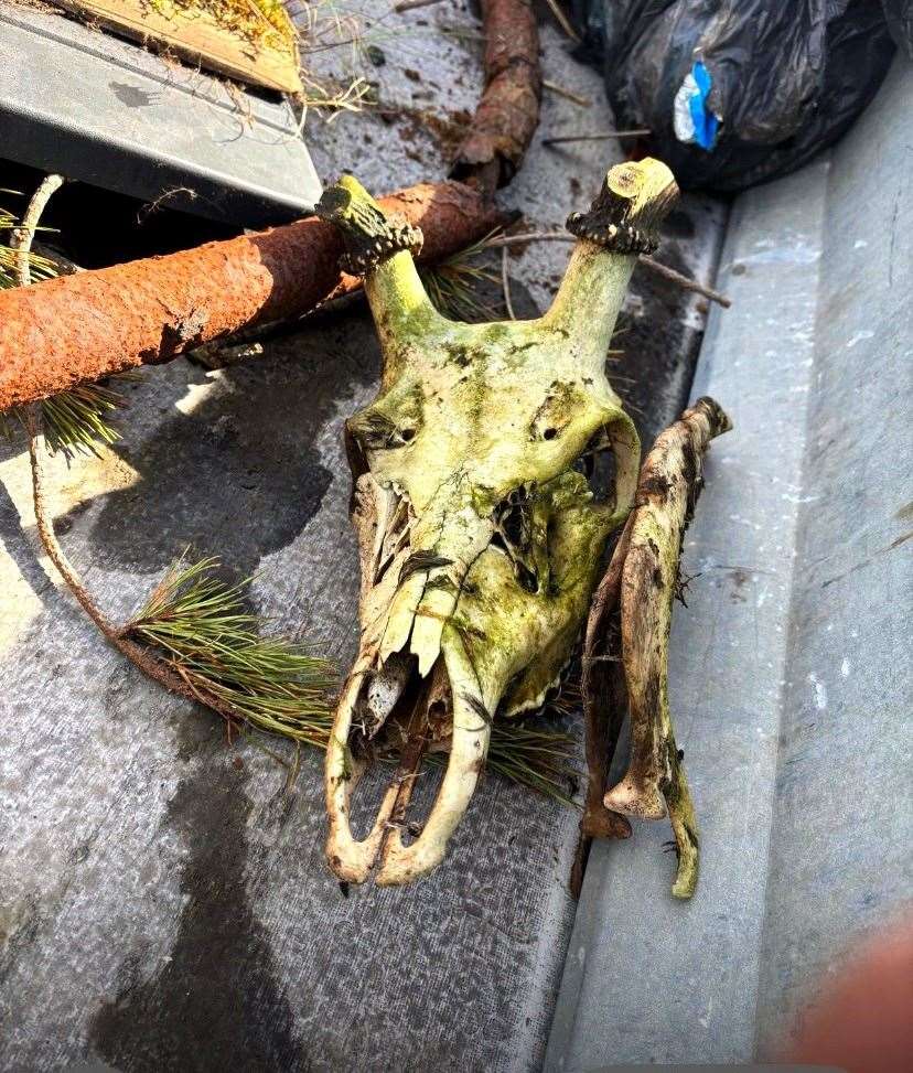 The rotted remains of a butchered deer were recovered from shrubs at the side of one road. Pictures supplied