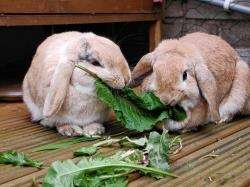 Around 1700 rabbits were competing at the two-day show.