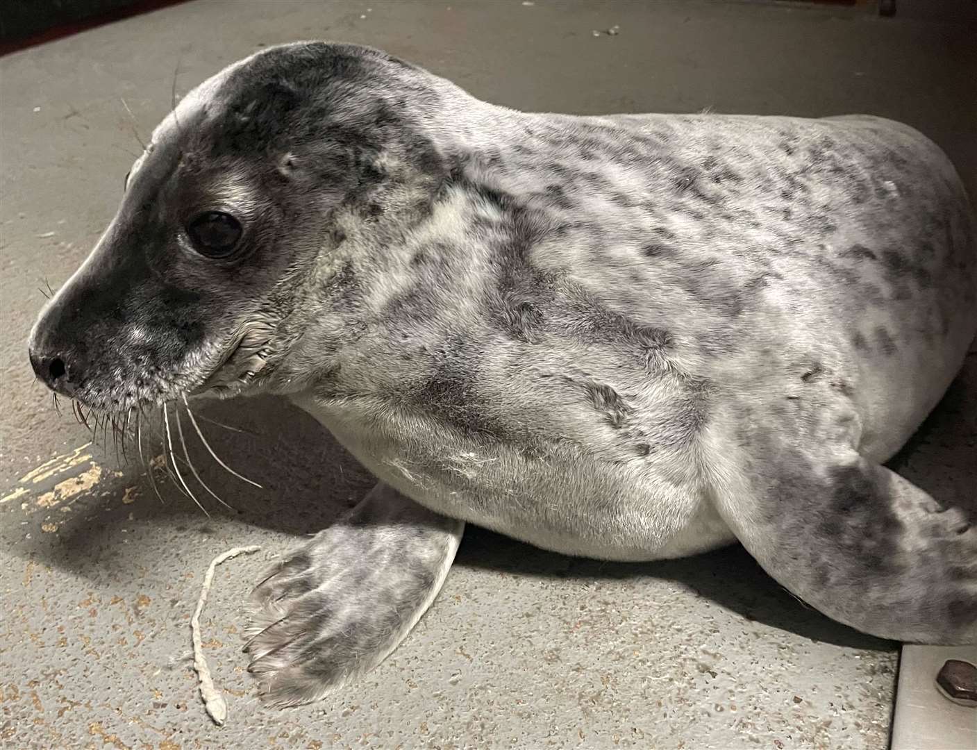 Mylo, now moulted all of his baby fur as a grown-up. Picture:Caithness Rehab and Release.