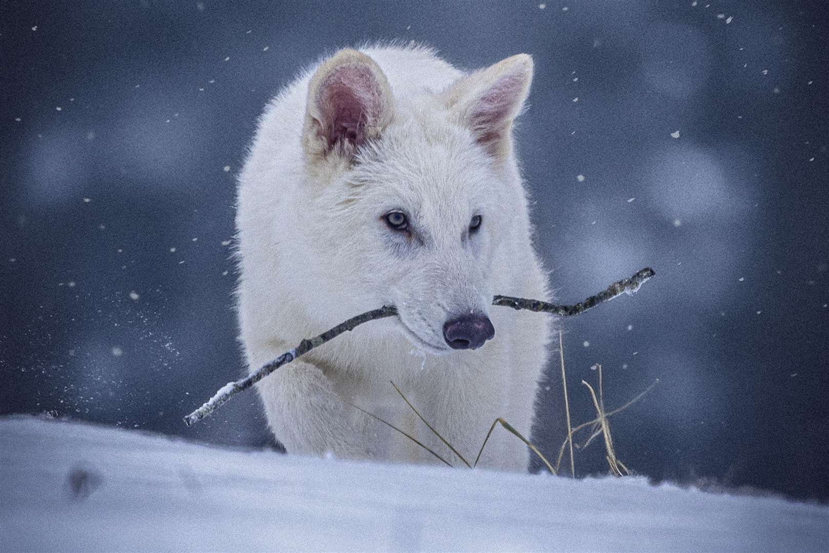 Distinctive traits of the dire wolf include light thick fur and muscular jaws, while they are also much larger than grey wolves (Colossal Biosciences via AP)