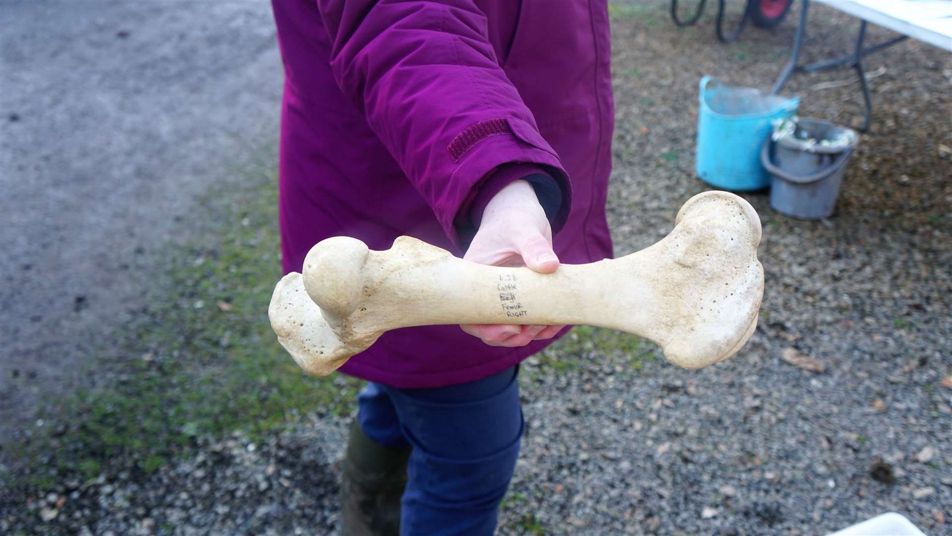 Femur bone from a cow that was found during a dig. Picture: DGS