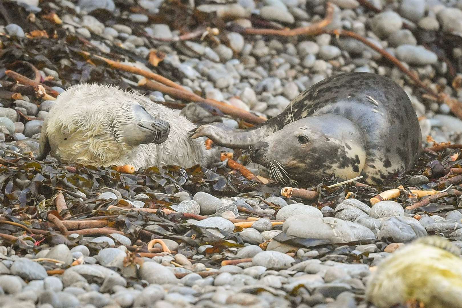 The female seal with her pup (Ben Birchall/PA)