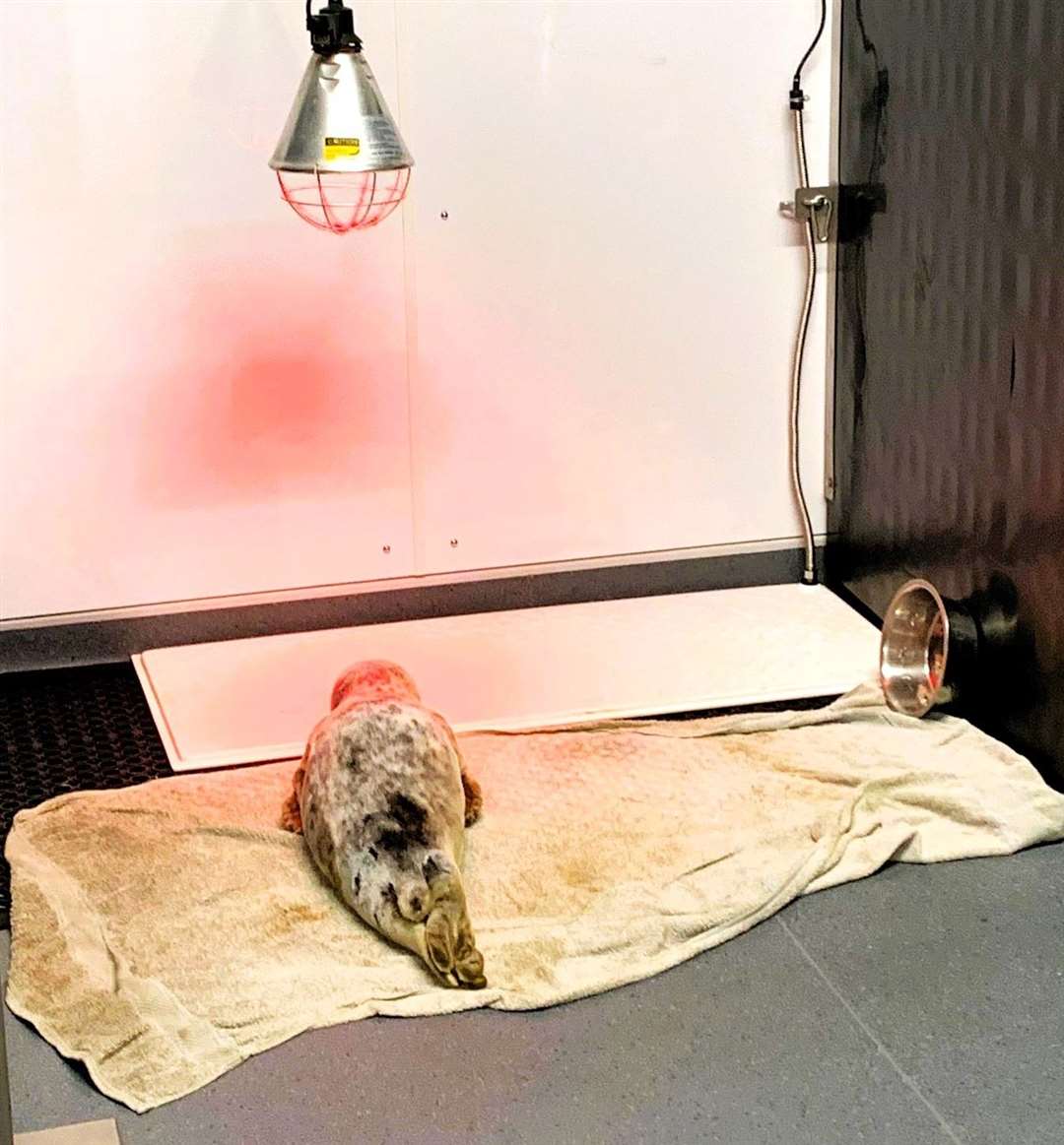 Jan the seal under a special heat lamp at the seal rehab centre. Pictures: CSRR