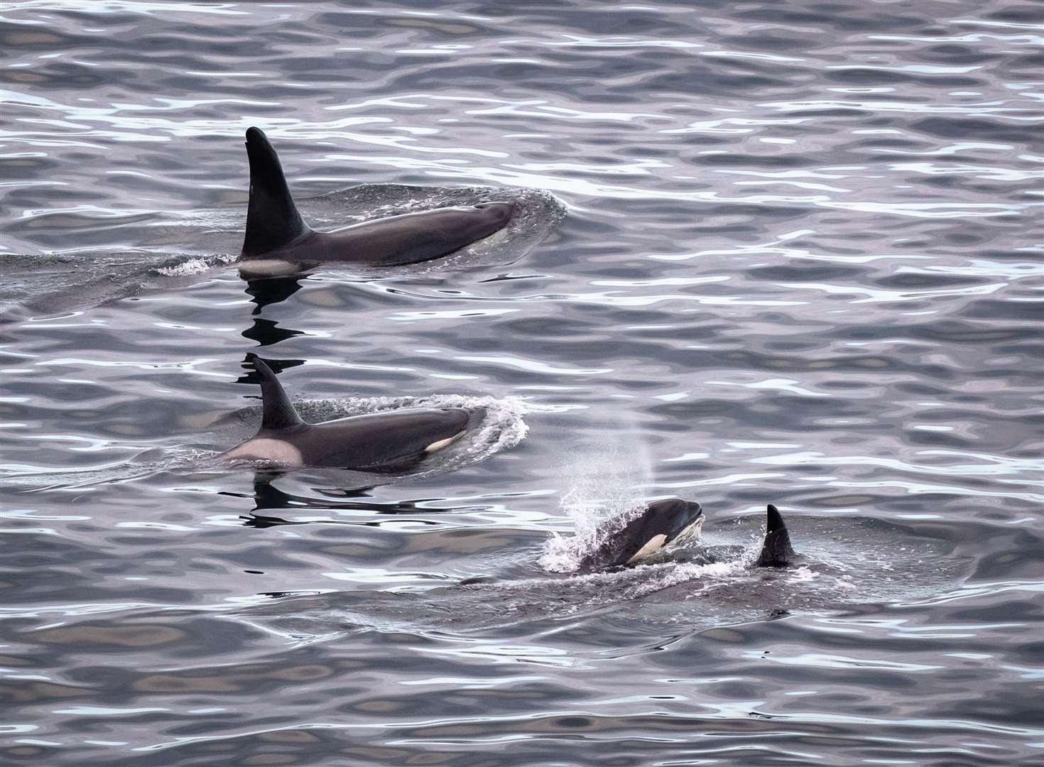 Orcas passing Sandside Head during Orca Watch last year. They went on to hunt a porpoise. Picture: Karen Munro