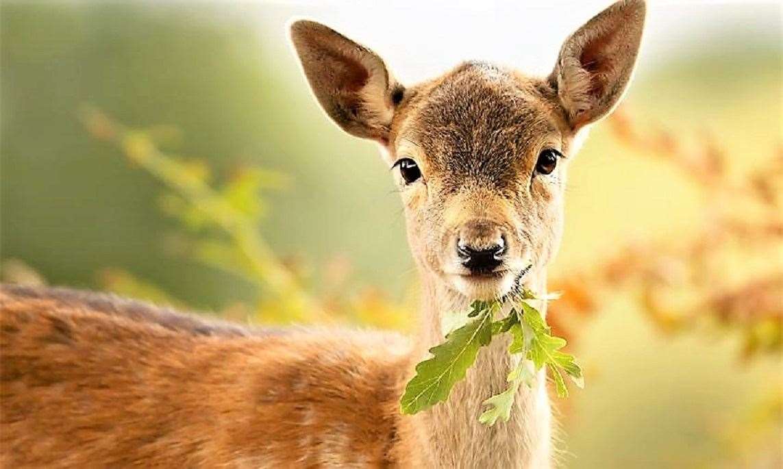 Watch out for deer on the roads.