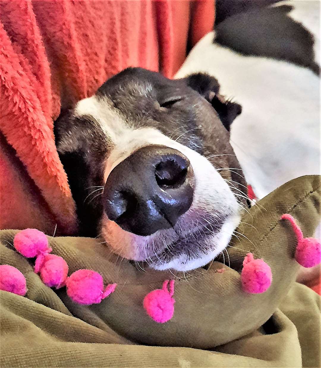 Blossom the rescue greyhound has found a loving home now. Picture: Kirsty Cochrabe