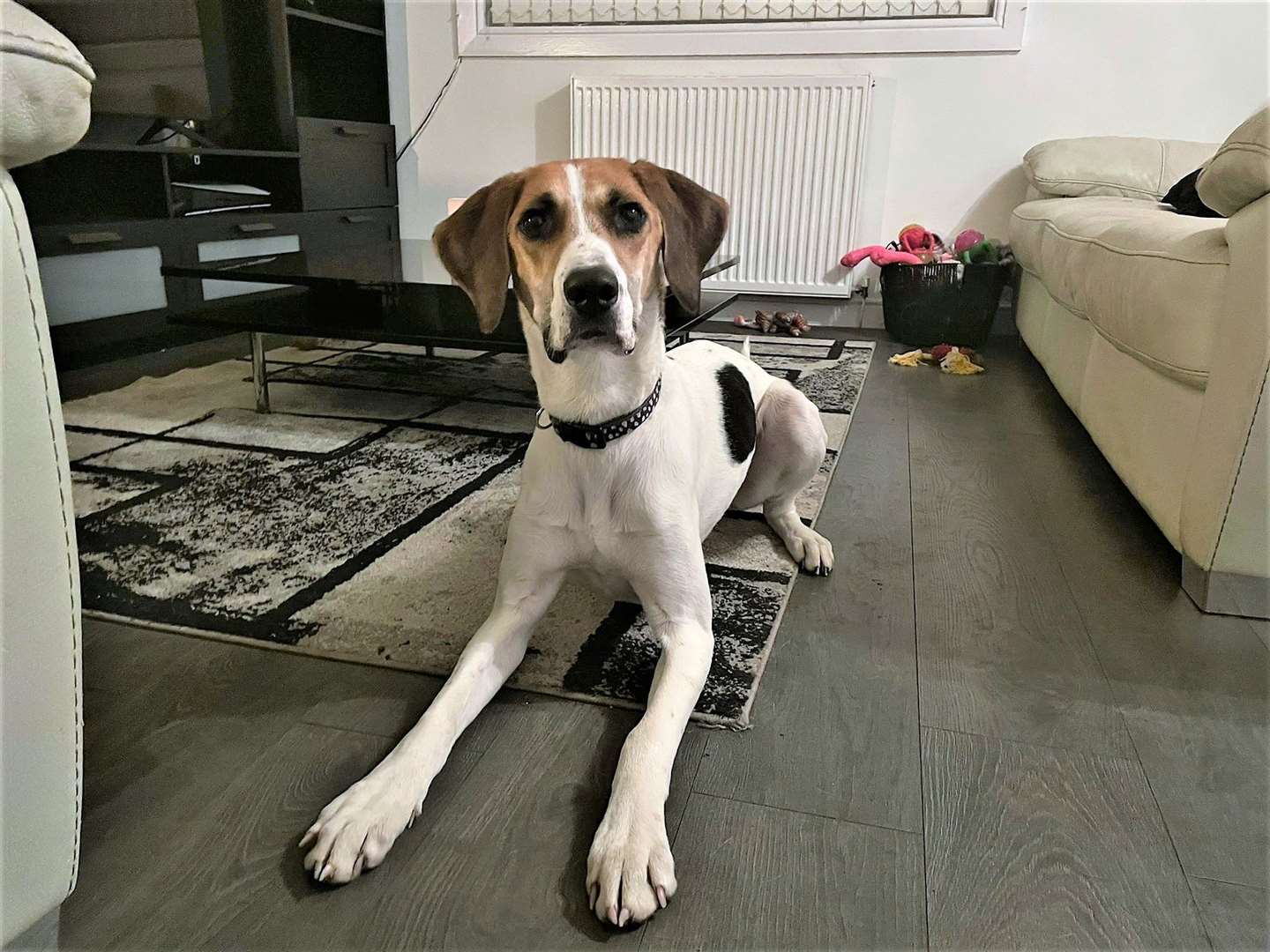 Daisy the foxhound was bred as part of the multimillion low-welfare puppy trade. Picture: SSPCA